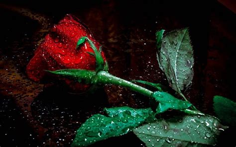 Download Wallpapers Roses Water Drops Dew Red Rose Close Up For