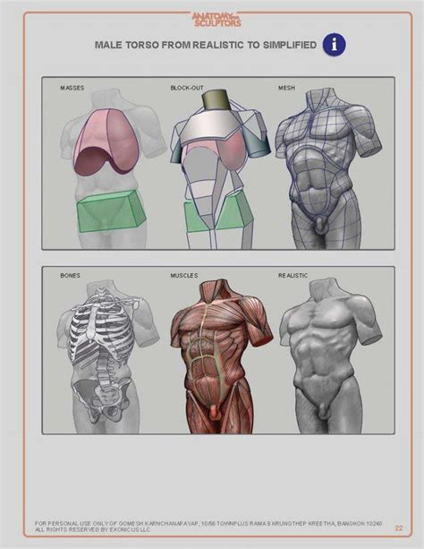 Anatomy For Sculptors Anatomía Artística Arte De Anatomía