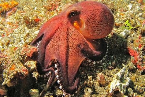 10 Astounding Facts About Octopuses 30a