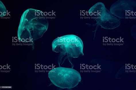 Beautiful Jellyfish Moving Through The Water Neon Lights In Aquarium