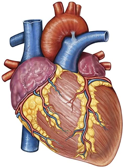 Anatomía Externa Del Corazón Homo Medicus