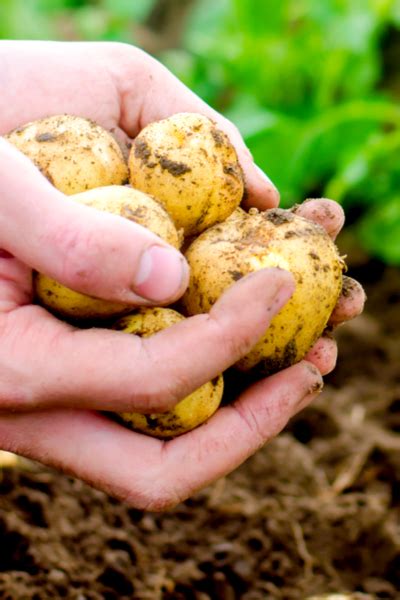 And unlike most other vegetables, when it as a rule of thumb, the best place to store potatoes is in a cool, dry area of your kitchen, with good. How To Harvest, Cure And Store Potatoes For Long-Term Storage