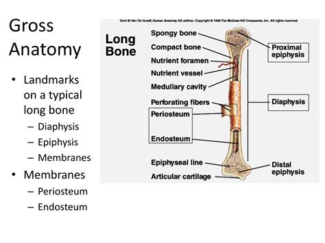 Learn the bones of the body with skeletal system quizzes. Gross Anatomy Of Long Bone - Anatomy Diagram Book