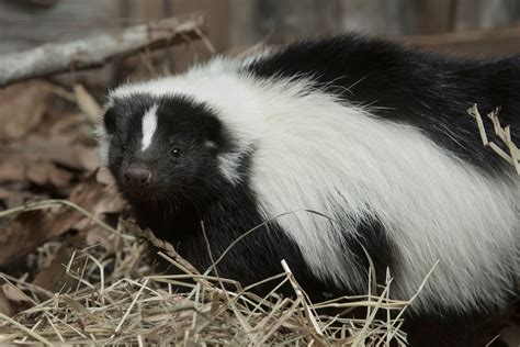 3 Types Of Skunks You Must Know