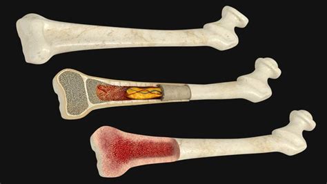 3d Model Bone Marrow Anatomy Turbosquid 1739292