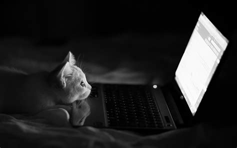 Cat Laptop Humor Monochrome Bed Wallpapers Hd Desktop And Mobile