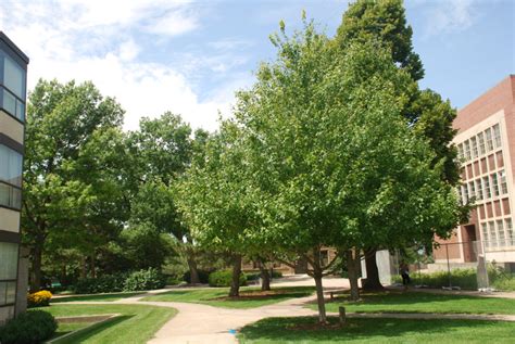 Check spelling or type a new query. 12 Fast-Growing Shade Trees | Arbor Day Blog