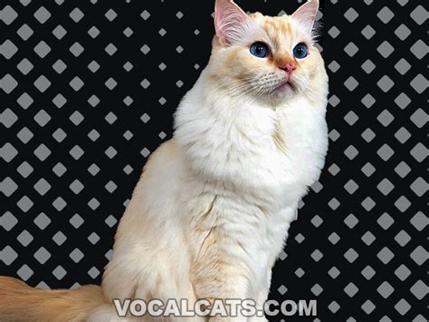 Red Ragdoll Cat Complete Guide Vocal Cats