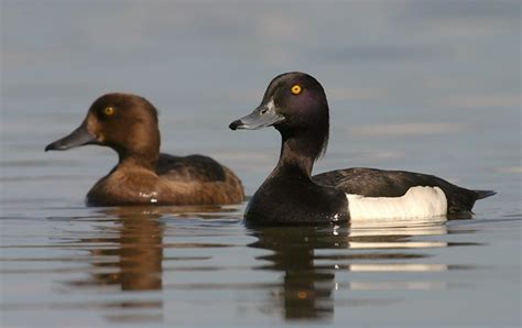 Tufted Duck Aythya Fuligula