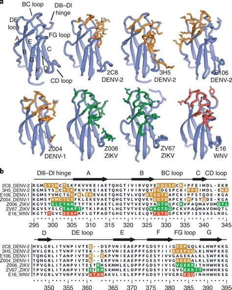 Epitope Recognition By 3h5 And 2c8 A Ediii Epitopes Recognized By