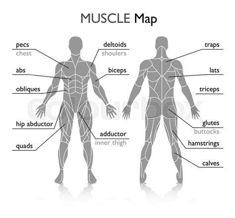 Editable Muscle Map Anatomy Poster Clipart Highlight Muscle 54 Off