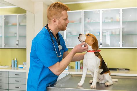 How To Become A Vet Assistant