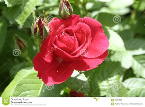 Little Red Rose Stock Image Image Of Little Rose Summer 96054533