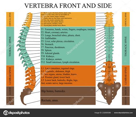 Pictures Human Spine From Front Diagram Human Spine Front Side Name