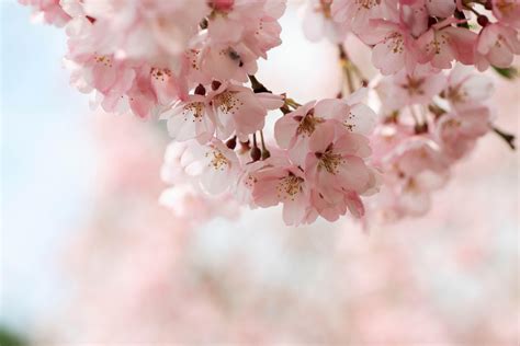Cherry Blossom Wallpaper Hd Cherry Blossom Background 68 Images