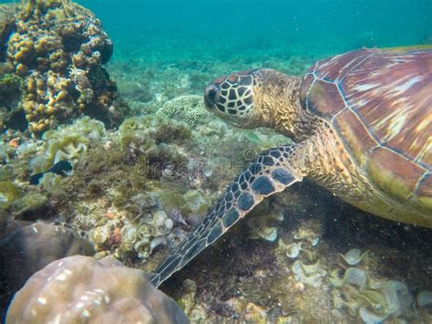 Sea Turtle In Corals Closeup Exotic Marine Turtle Undersea Photo Stock