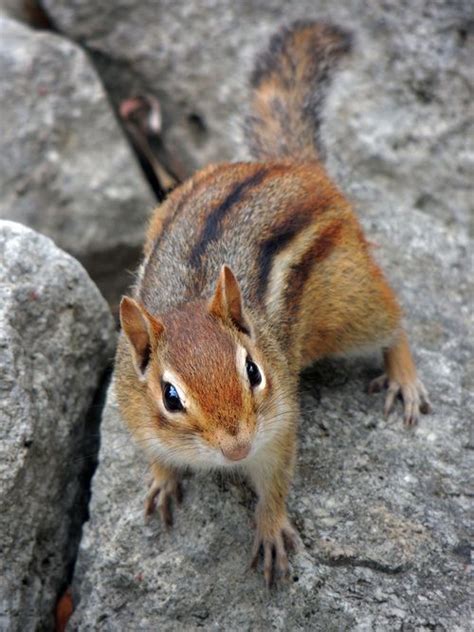 24 Best Chipmunks Images On Pinterest Squirrels
