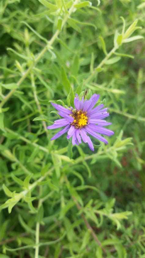 Aromatic Aster Symphyotrichum Oblonolium Is A Fall Blooming Short