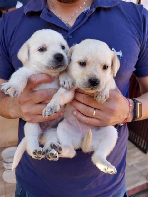 Labrador Machos Y Hembras Perros Paraguay