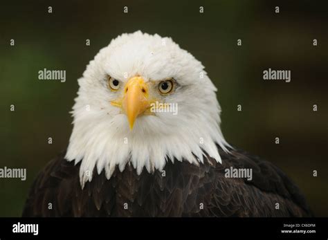 Eagle Frontal Hi Res Stock Photography And Images Alamy