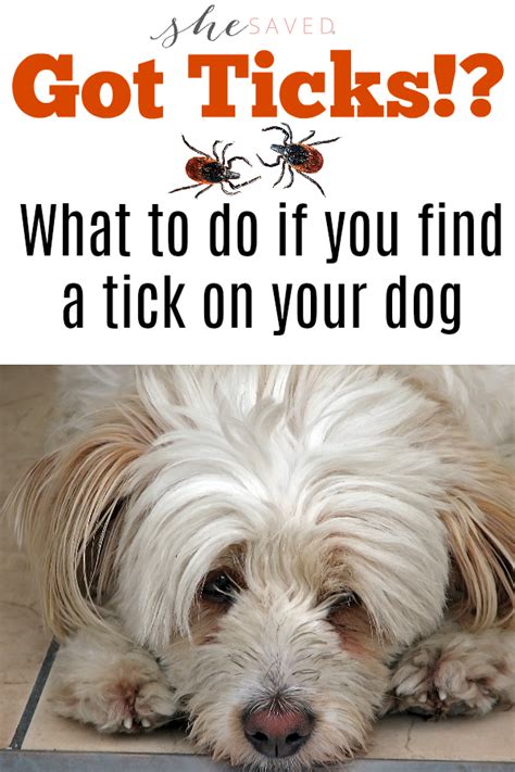 Did You Find A Tick On Your Dog Here Are Some Tips For What To Do When