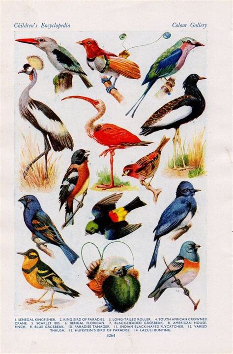 Vintage Tropical Bird Print Double Sided Tropical Bird Lithograph In