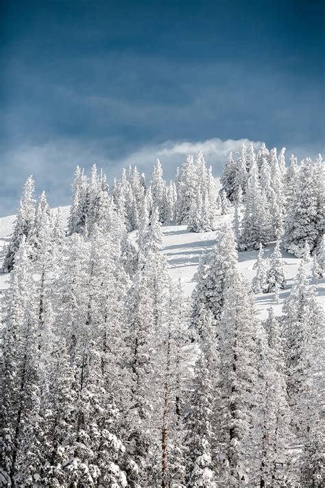 Trees Snow Snowy Winter Sky Elevation Hd Phone Wallpaper Peakpx