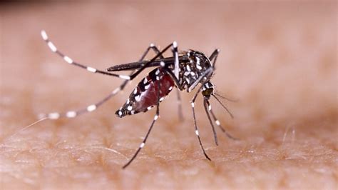 What You Need To Know About Zika This Summer Michigan Health Blog