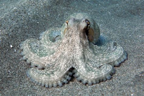 Gemeiner Krake Octopus Vulgaris Schöpfung