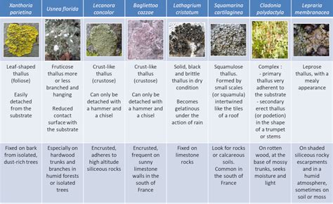 Why Are Lichens A Good Pioneer Species