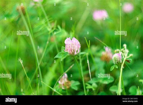 Flowers Of Violet Clover Trifolium Repensthe Plant Is Edible