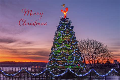 merry christmas rockland maine lobster trap tree at sunrise photograph by linda cunningham