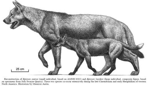 Extinction Around The World Honshū Wolf And Epicyon Haydeni Extinct