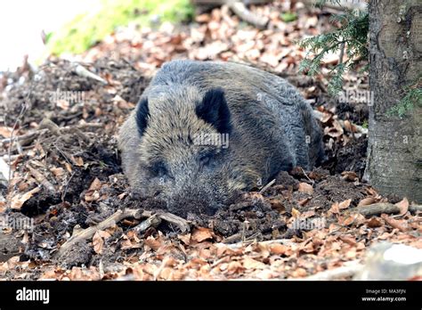 Wild Boar Sleeps In A Forest Sus Scrofa Scrofa Stock Photo Alamy