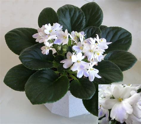 30 Grow African Violets From Seed Plants Catherinemariam