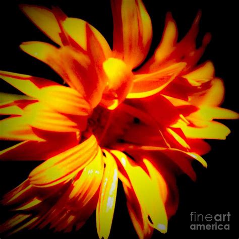 Yellow And Orange Flower On Black Background Photograph By Debra Lynch