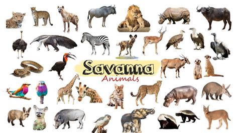 Savanna Animals Fun List Of African Savanna Wild Life Leo And Lia