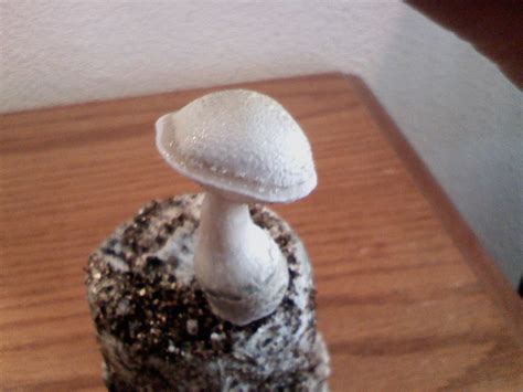Hairy buffalo spores mushrooms and their spores are also some of the most sought after psilocybe cubensis magic mushrooms ever found. Albino Pink Buffalo? *PICS* - Mushroom Cultivation ...