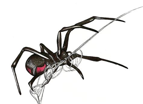 Black Widow Spider Drawing Clipart Best