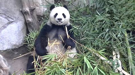Live Panda Camamazonfrappstore For Android
