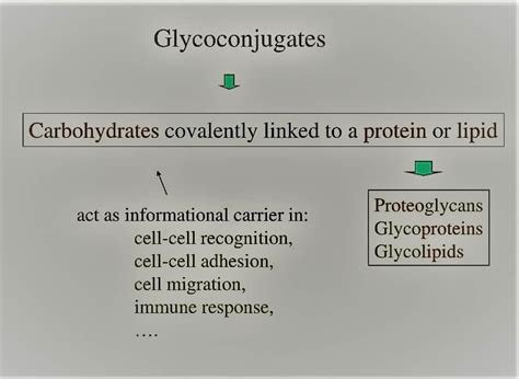 Glycoconjugates Definition 3 Major Types And Reliable Function