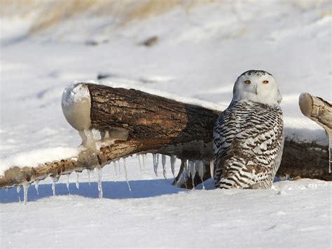 Snowy Owl Nest