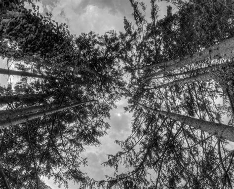 Black And White Photo Of Tall Trees In A Forest Free Image Download