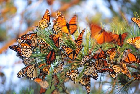 Monarch Butterfly Roost On Long Island New York With Images