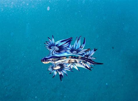 Blue Dragon Sea Slugs We Want Science