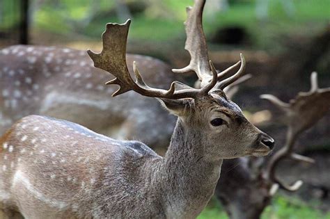 Trophy Hunting The Fallow Deer In South Africa Ash Adventures