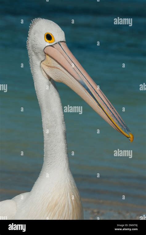 Australian Pelican Pelecanus Conspicillatus Wild Rottnest Island