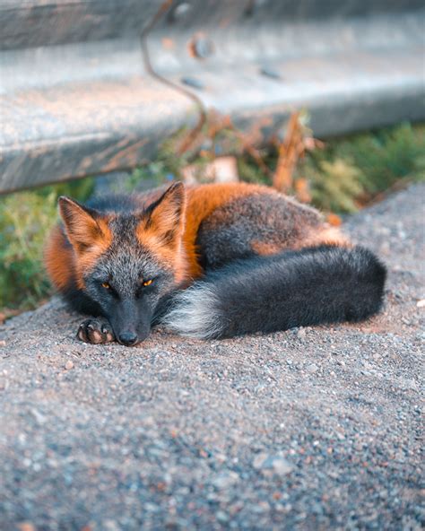 The Incredibly Rare And Majestic Melanistic Fox Arch Bishop Of