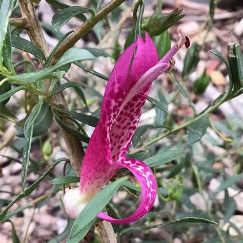 Questi nativi australiani sono sempreverdi, tolleranti alla siccità e fioriscono in inverno. PlantFiles Pictures: Eremophila, Spotted Emu Bush, Fuchsia ...