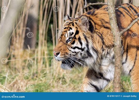 Sumatran Tiger Hunting In Grassland Stock Image Image Of Green